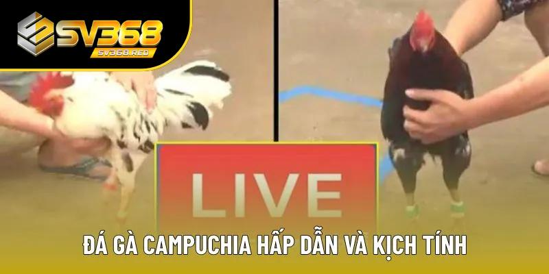 Đá gà Campuchia hấp dẫn và kịch tính bậc nhất Đá gà Campuchia hấp dẫn và kịch tính bậc nhất