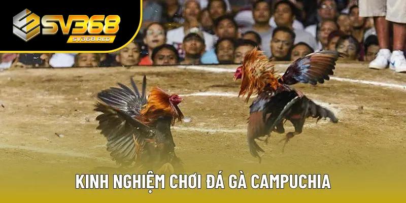 Kinh nghiệm giúp bạn tự tin khi cá cược đá gà Cam Kinh nghiệm giúp bạn tự tin khi cá cược đá gà Cam
