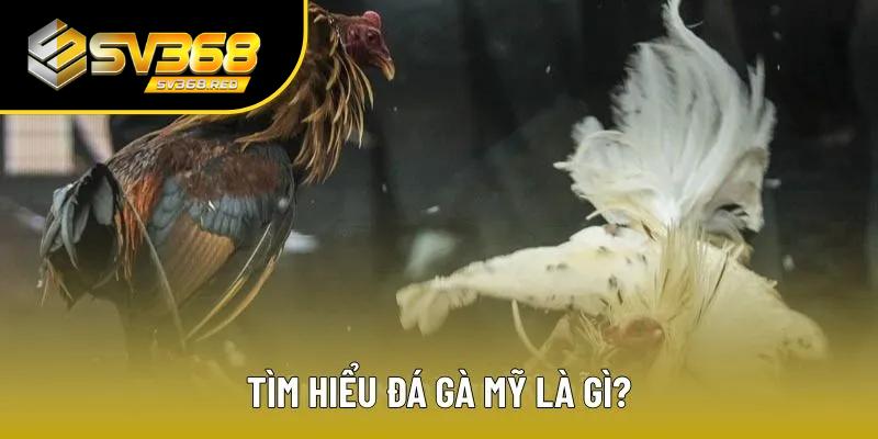 Đá gà Mỹ đang rất được ưa chuộng Đá gà Mỹ đang rất được ưa chuộng