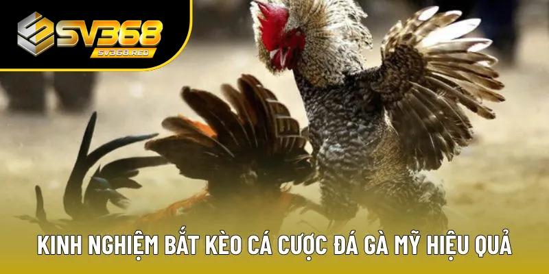 Kinh nghiệm giúp cá độ đấu gà hiệu quả Kinh nghiệm giúp cá độ đấu gà hiệu quả