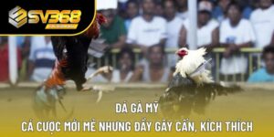 đá gà Mỹ