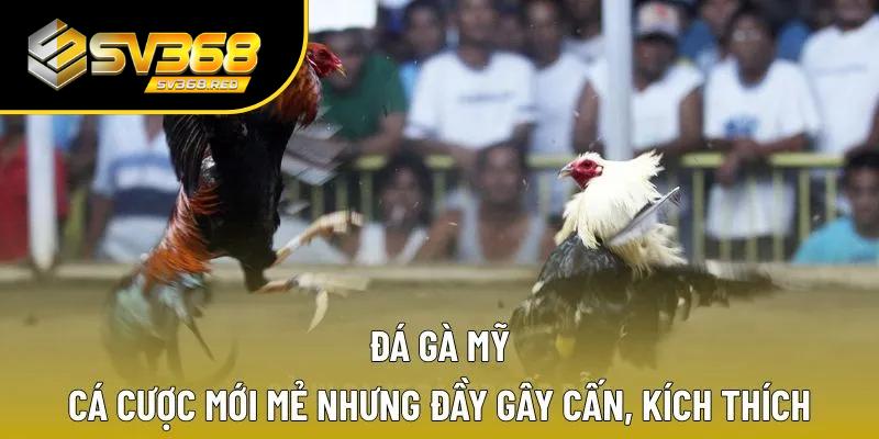 đá gà Mỹ