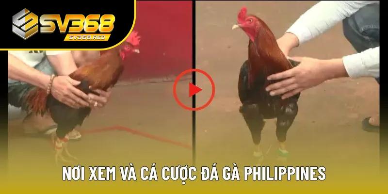 Xem chọi kê trực tiếp hoặc tại nhà cái Xem chọi kê trực tiếp hoặc tại nhà cái