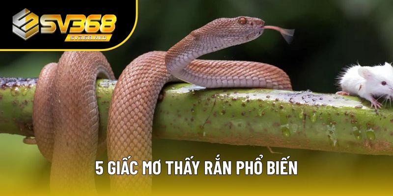 Giải mã 5 giấc mơ thấy rắn phổ biến nhất Giải mã 5 giấc mơ thấy rắn phổ biến nhất