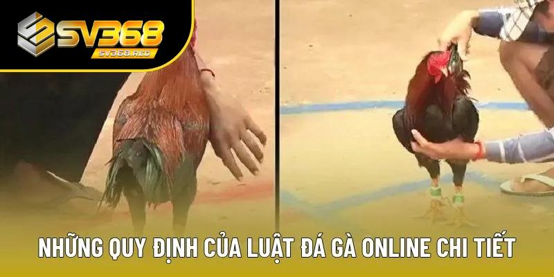 Những quy định về luật đá gà mạng Những quy định về luật đá gà mạng