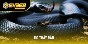 Mơ thấy rắn